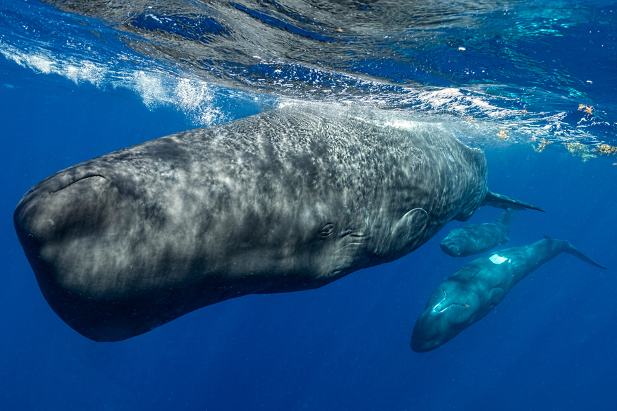 “Phonetic alphabet”: Scientists Use Machine Learning To decode sperm whale clicks