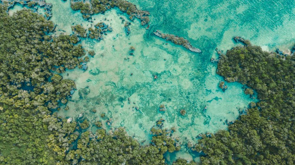 Aerial view of mangroves by ocean shore